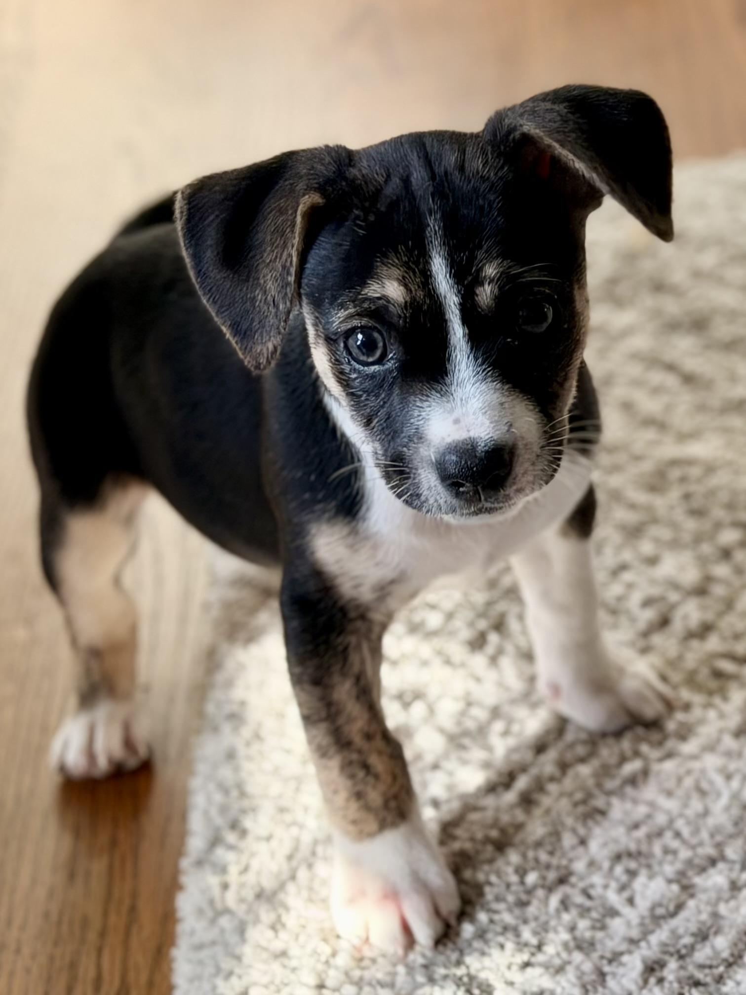 Enlarge Juniper, a Adoptable Chihuahua in Bonney Lake, WA image 3/6