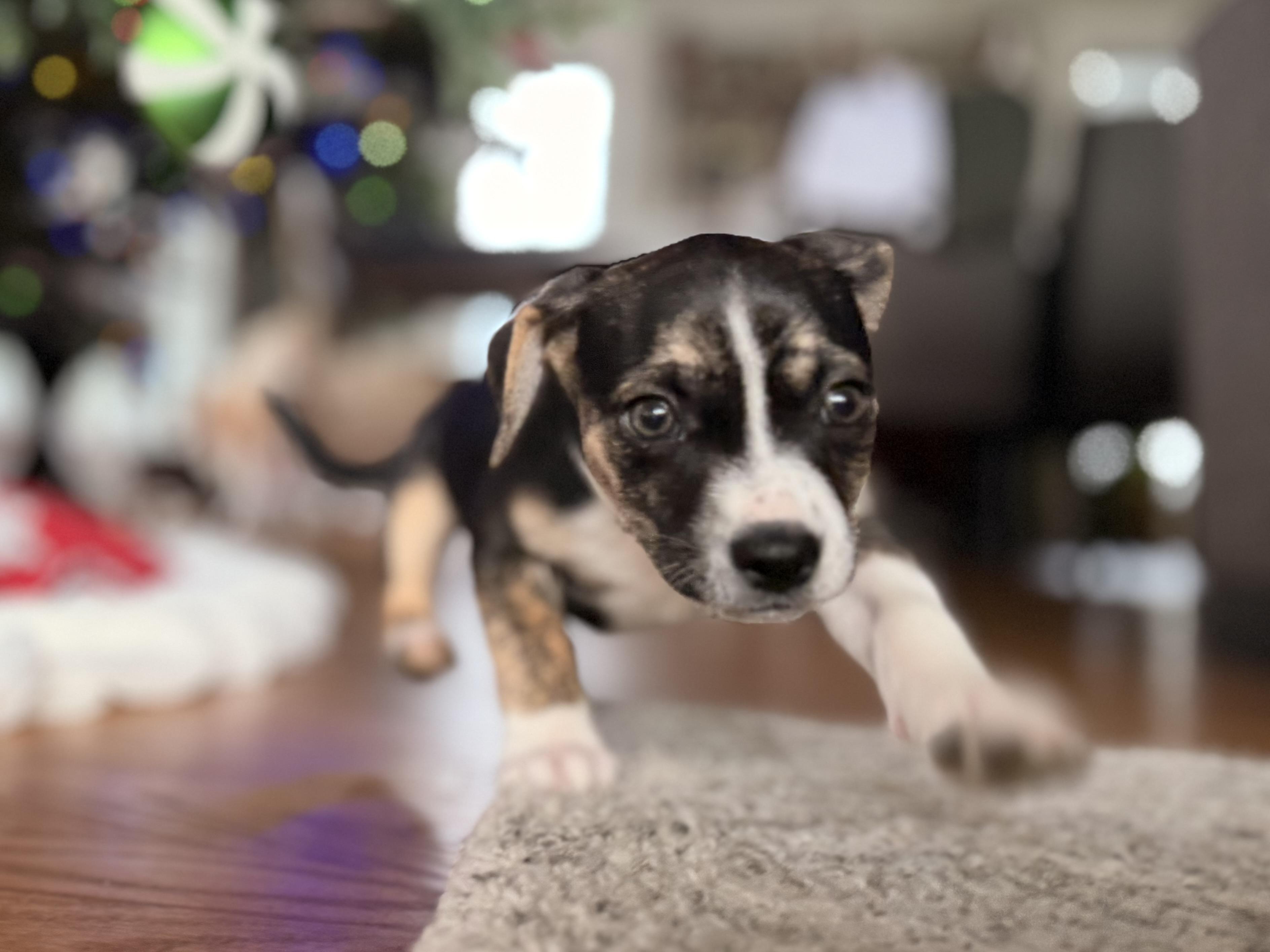 Enlarge Juniper, a Adoptable Chihuahua in Bonney Lake, WA image 4/6