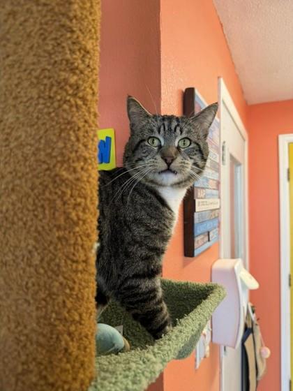 Enlarge Jensen Ackles, a Adoptable mixed breed in Scottsbluff, NE image 1/3