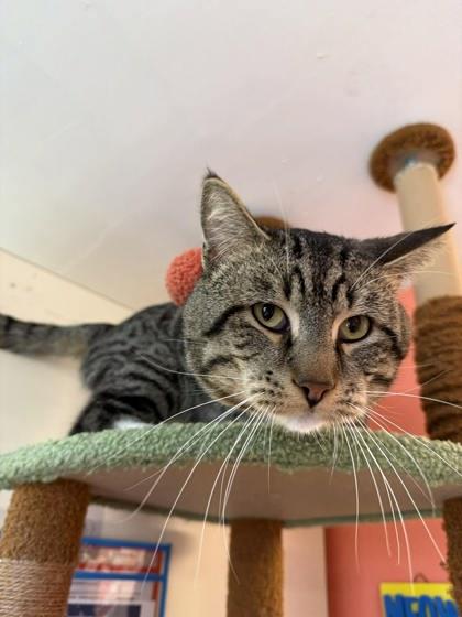 Enlarge Jensen Ackles, a Adoptable mixed breed in Scottsbluff, NE image 2/3