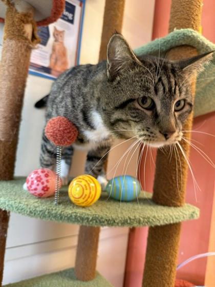 Enlarge Jensen Ackles, a Adoptable mixed breed in Scottsbluff, NE image 3/3