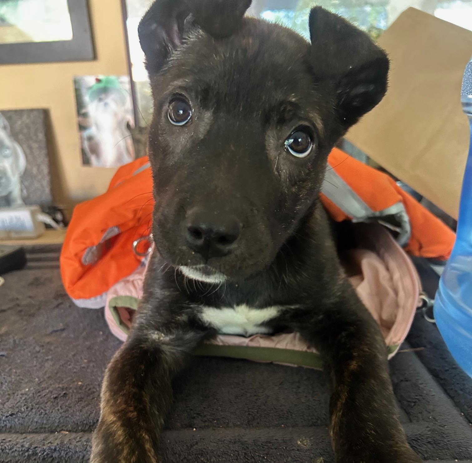 Enlarge Baby Raya & Sista, a ADOPTABLE mixed breed in Redwood City, CA image 1/2