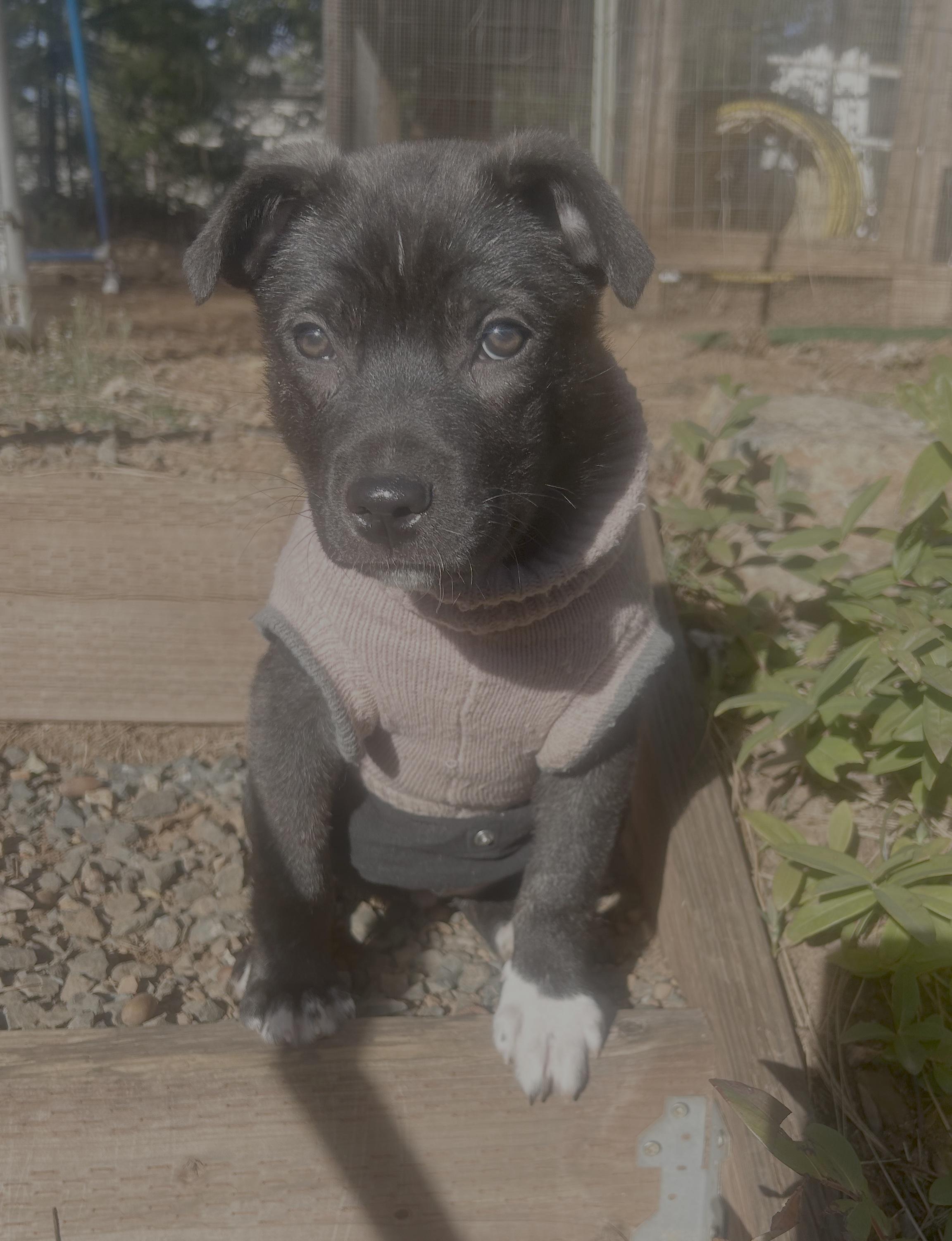 Baby Raya, ADOPTABLE, Puppy Female Pit Bull Terrier & Shepherd.