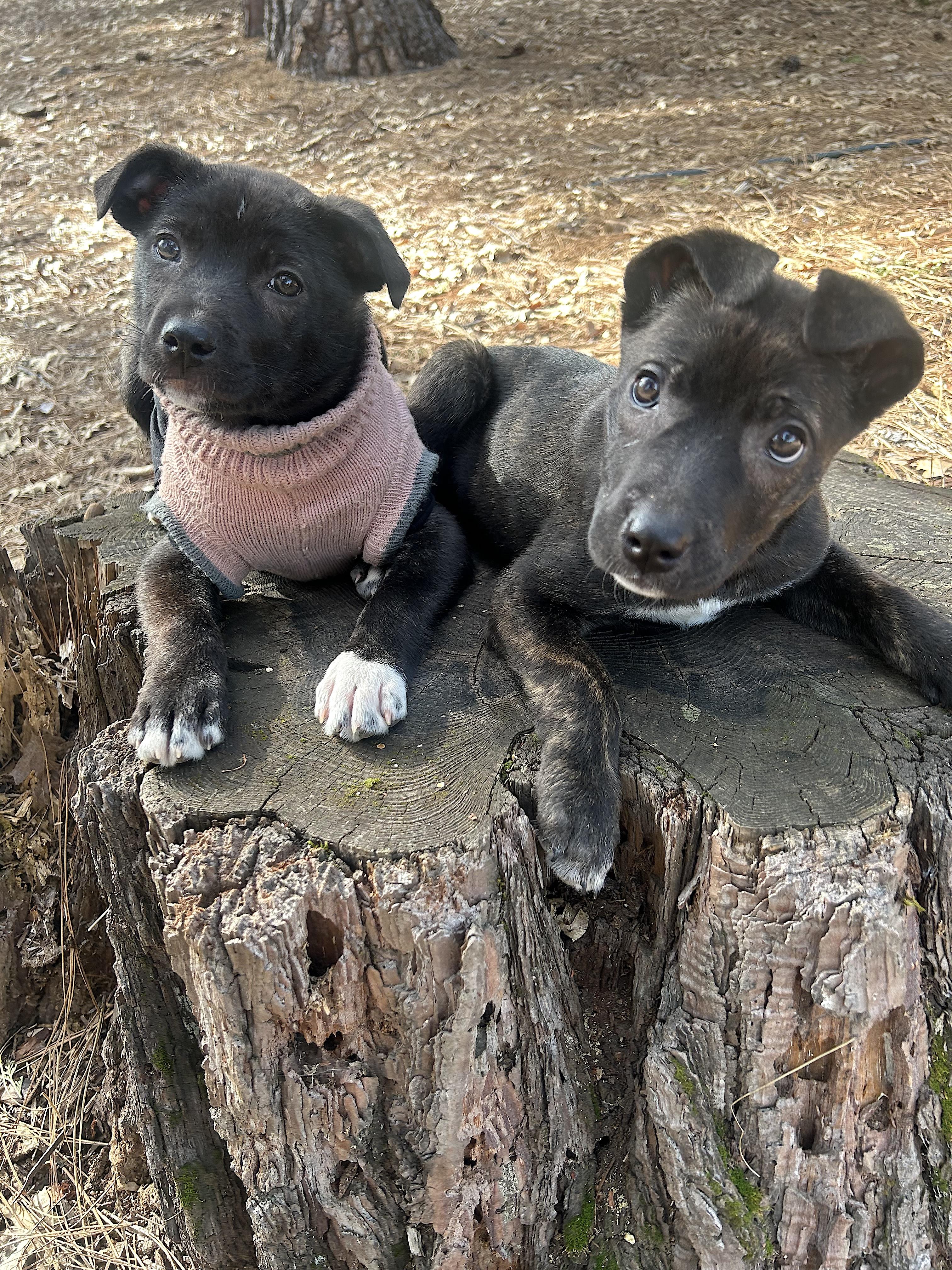Enlarge Baby Raya, a ADOPTABLE mixed breed in Redwood City, CA image 2/6