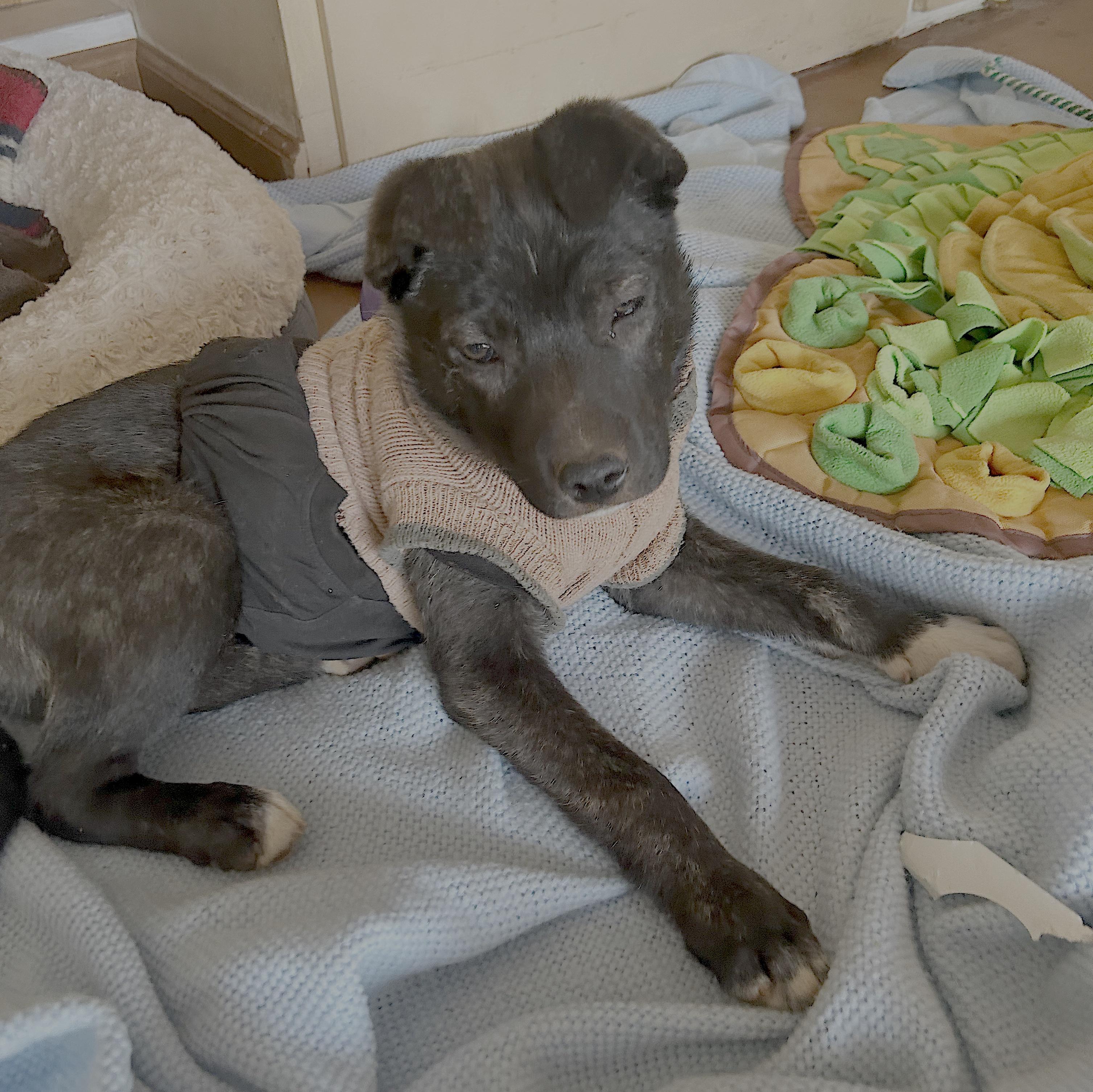 Enlarge Baby Raya, a ADOPTABLE mixed breed in Redwood City, CA image 5/6