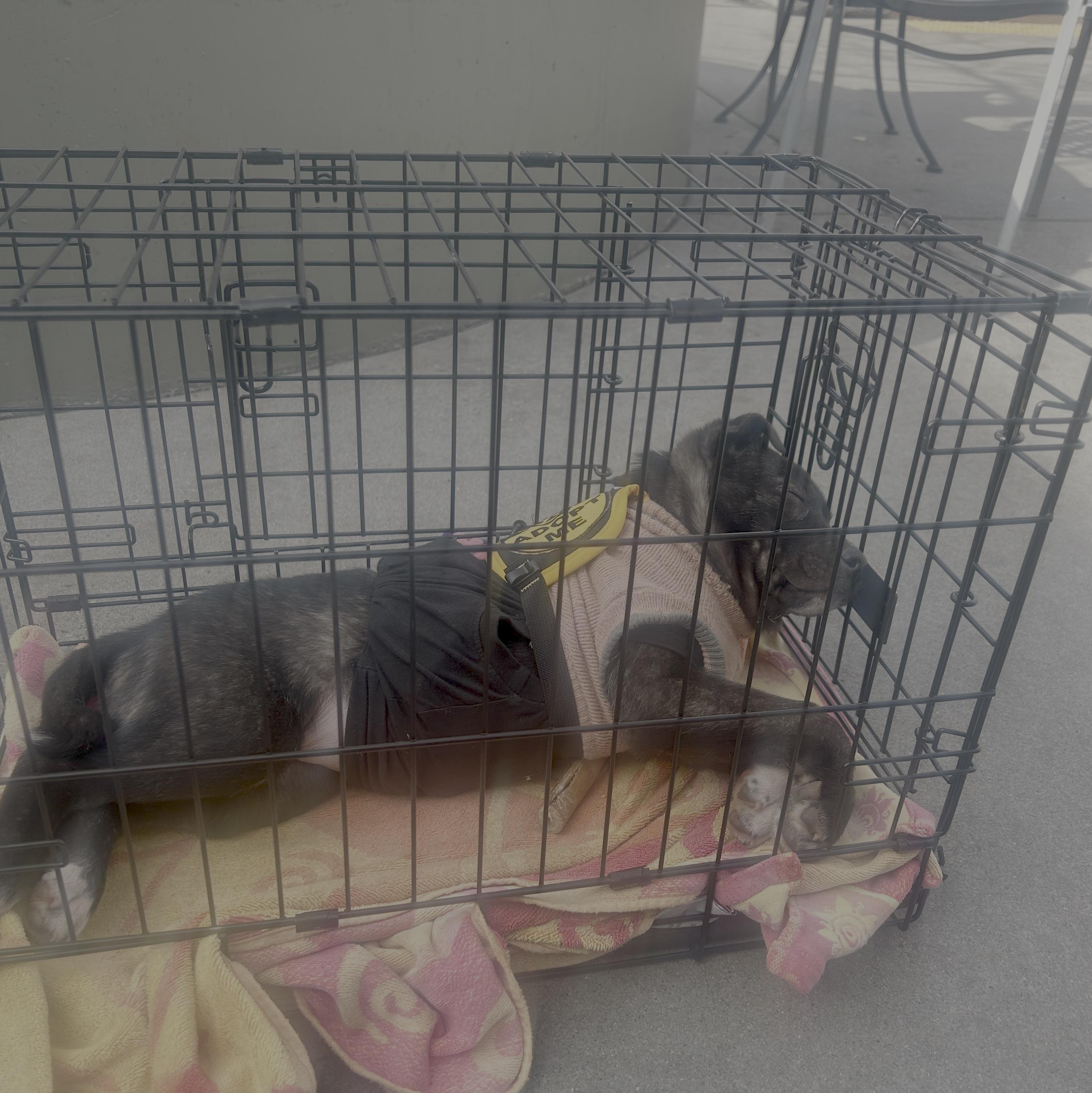 Enlarge Baby Raya, a ADOPTABLE mixed breed in Redwood City, CA image 6/6