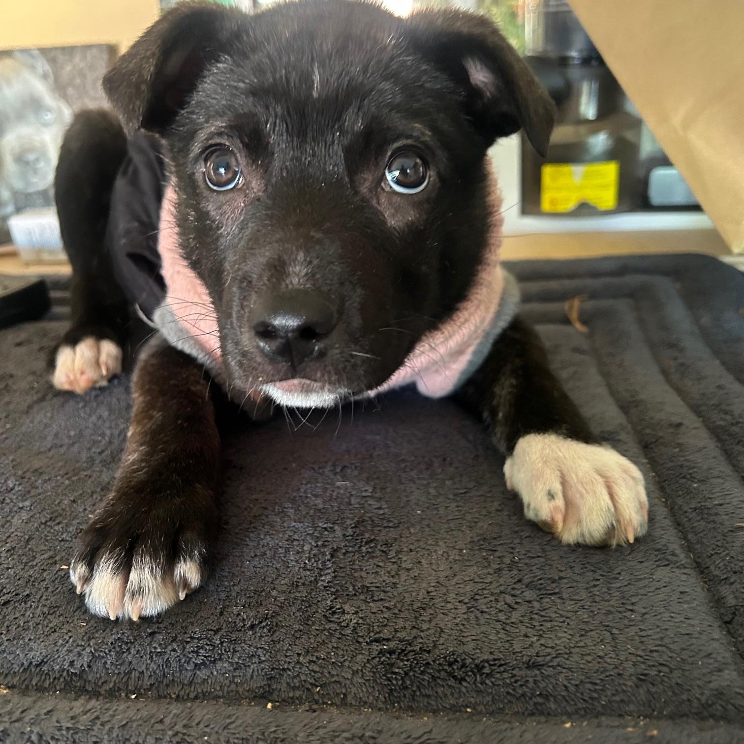 Enlarge Baby Raya & Sista, a ADOPTABLE mixed breed in Redwood City, CA image 2/2
