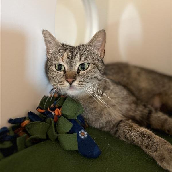 Tina Louise, Adoptable, Adult Female Domestic Short Hair.