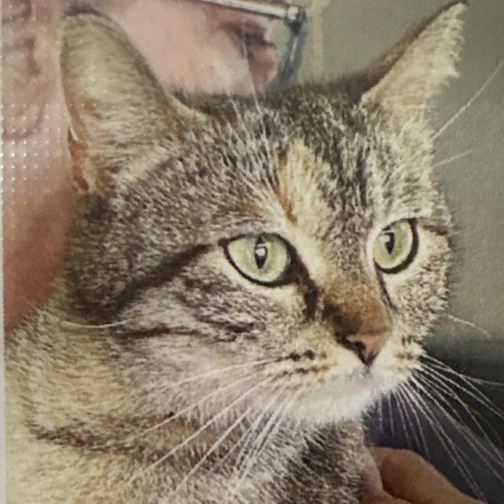 Enlarge Tina Louise, a Adoptable Domestic Short Hair in Bentonville, AR image 2/4
