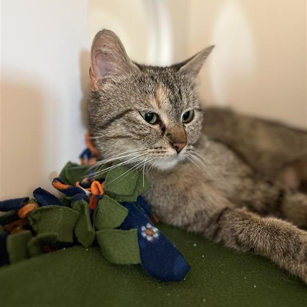 Enlarge Tina Louise, a Adoptable Domestic Short Hair in Bentonville, AR image 3/4