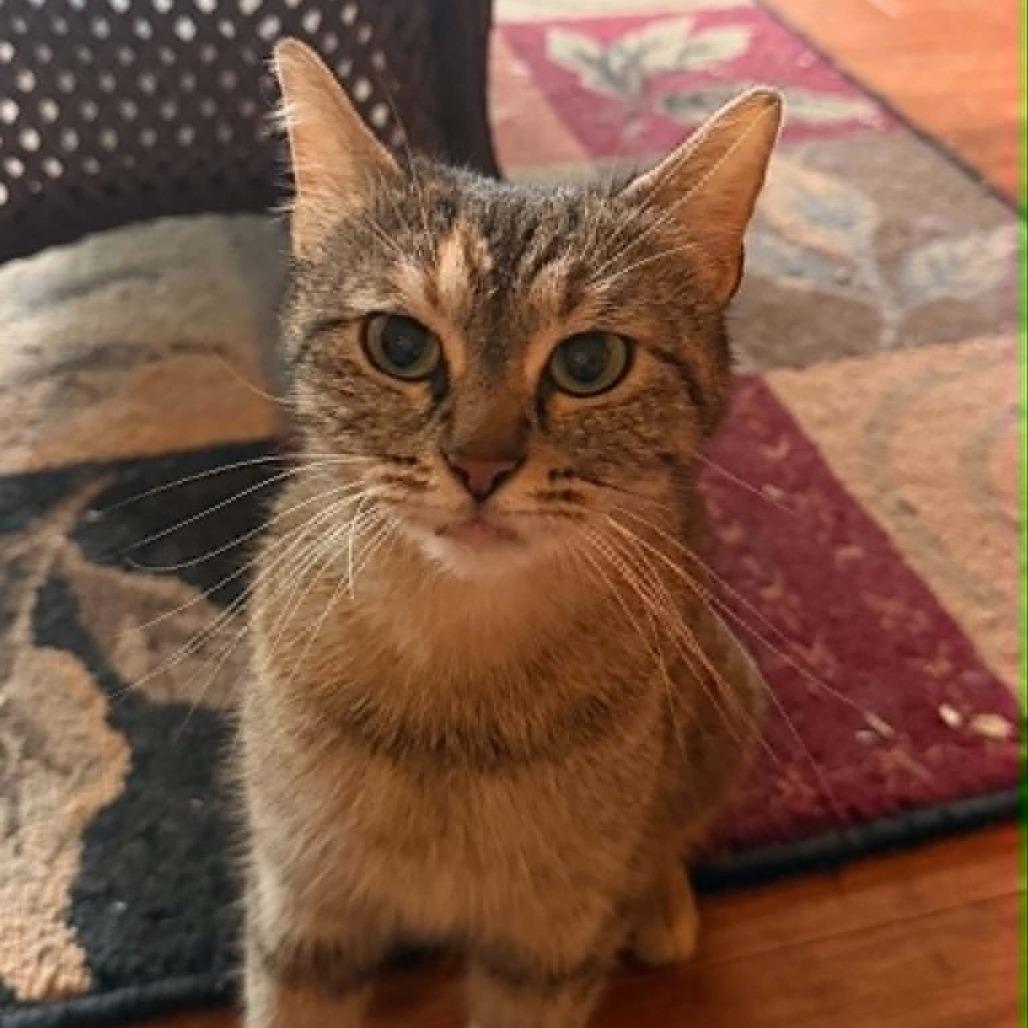 Enlarge Tina Louise, a Adoptable Domestic Short Hair in Bentonville, AR image 4/4