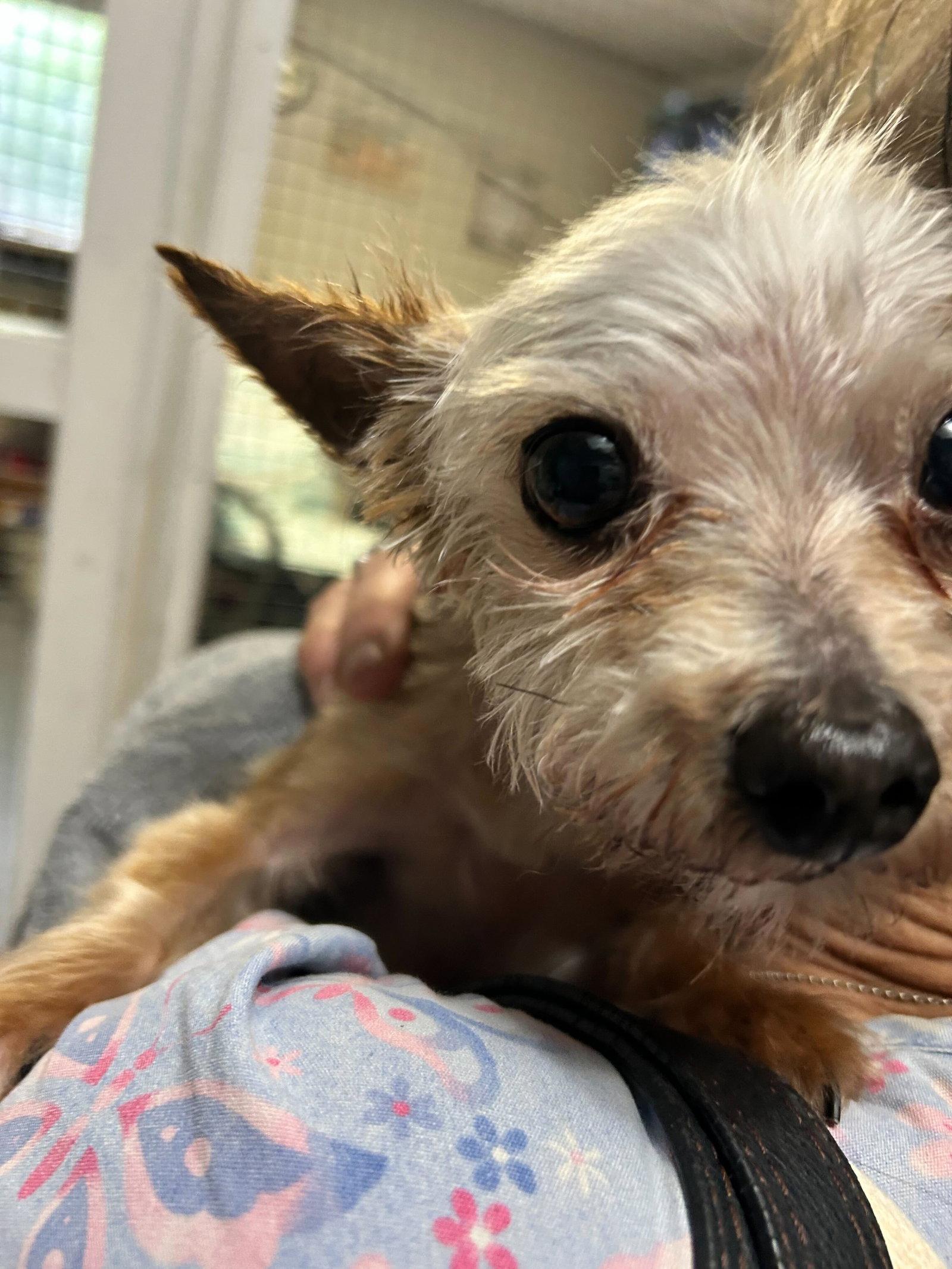 Otis CCHS, Adopted, Adult Male Yorkshire Terrier.