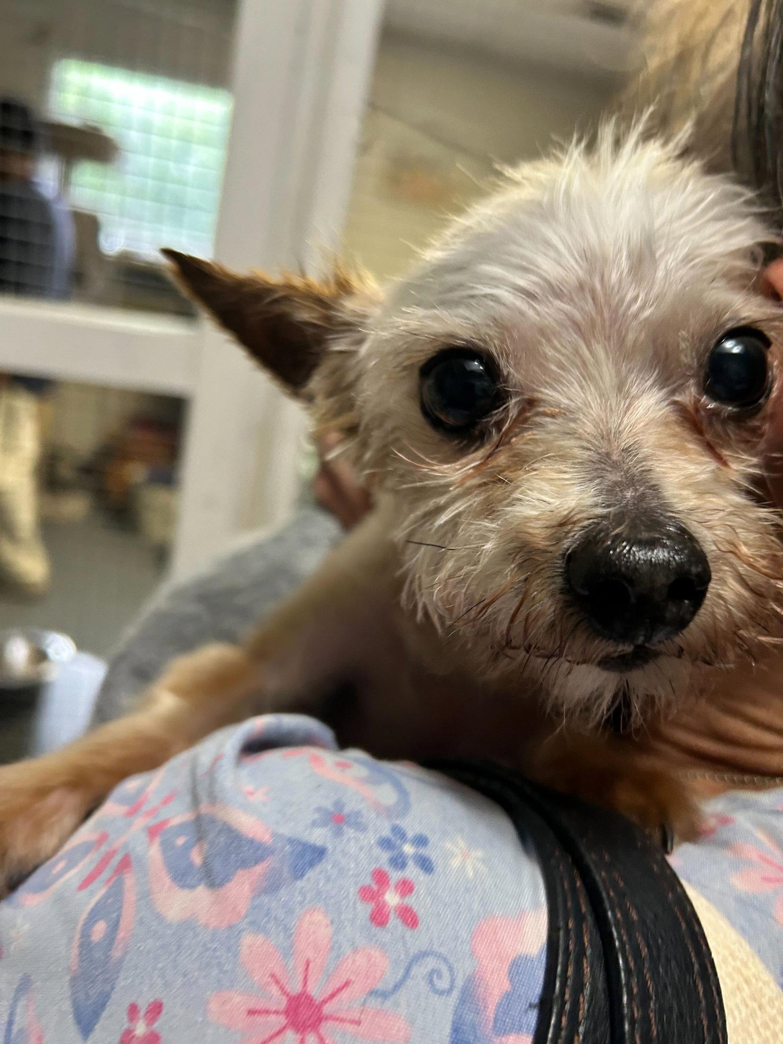 Otis CCHS, a Adopted Yorkshire Terrier in Locust Grove, GA image 2/2