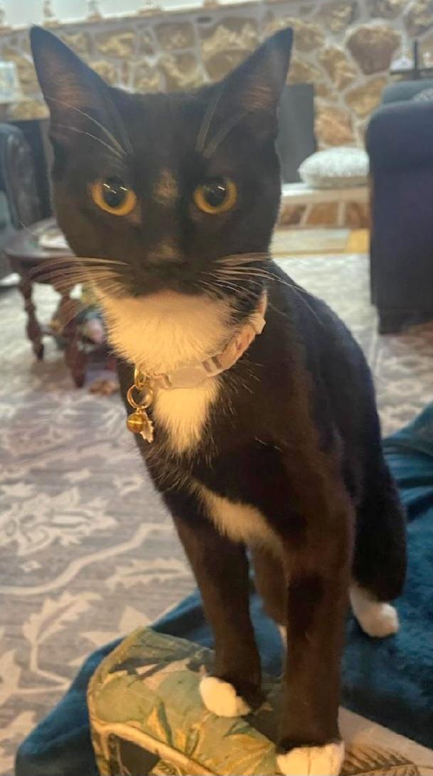 Tiffany, Adoptable, Young Female Domestic Short Hair.