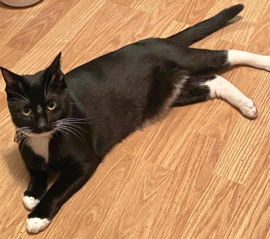 Enlarge Tiffany, a Adoptable Domestic Short Hair in Springfield, OR image 2/2