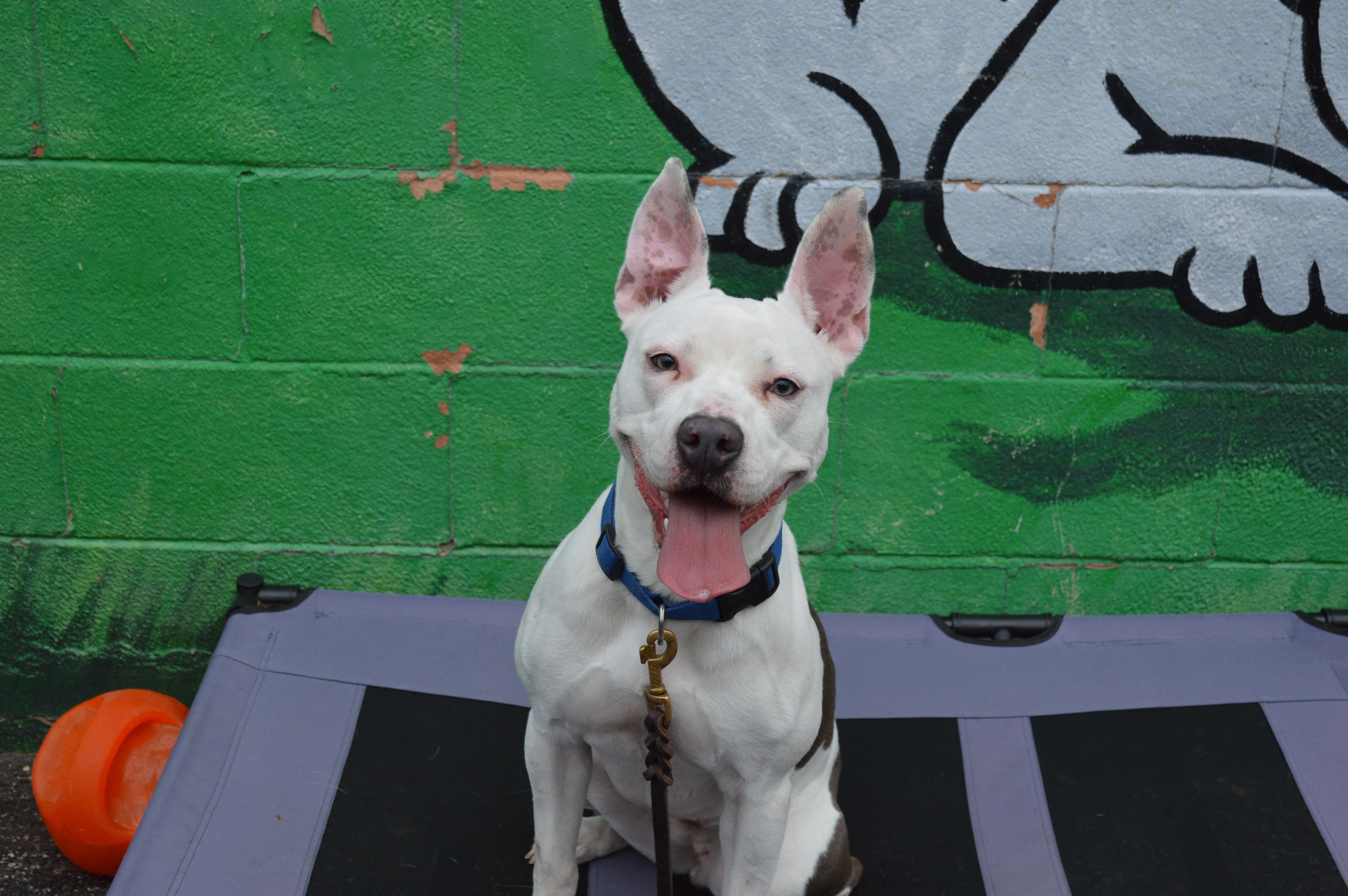 Enlarge Sheri Moon, a Adoptable mixed breed in Port Washington, NY image 1/5