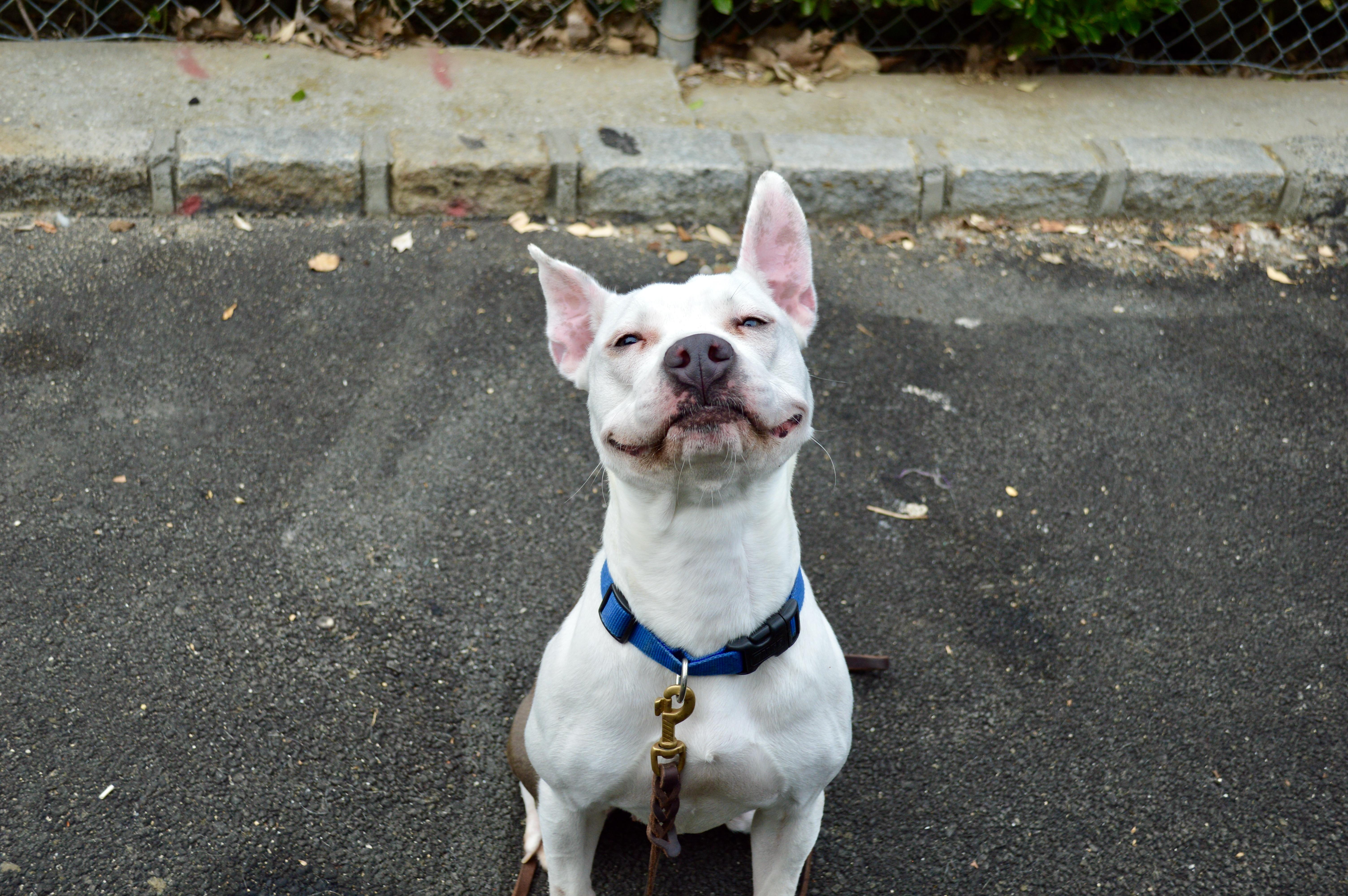 Sheri Moon, Adoptable, Young Female Pit Bull Terrier.