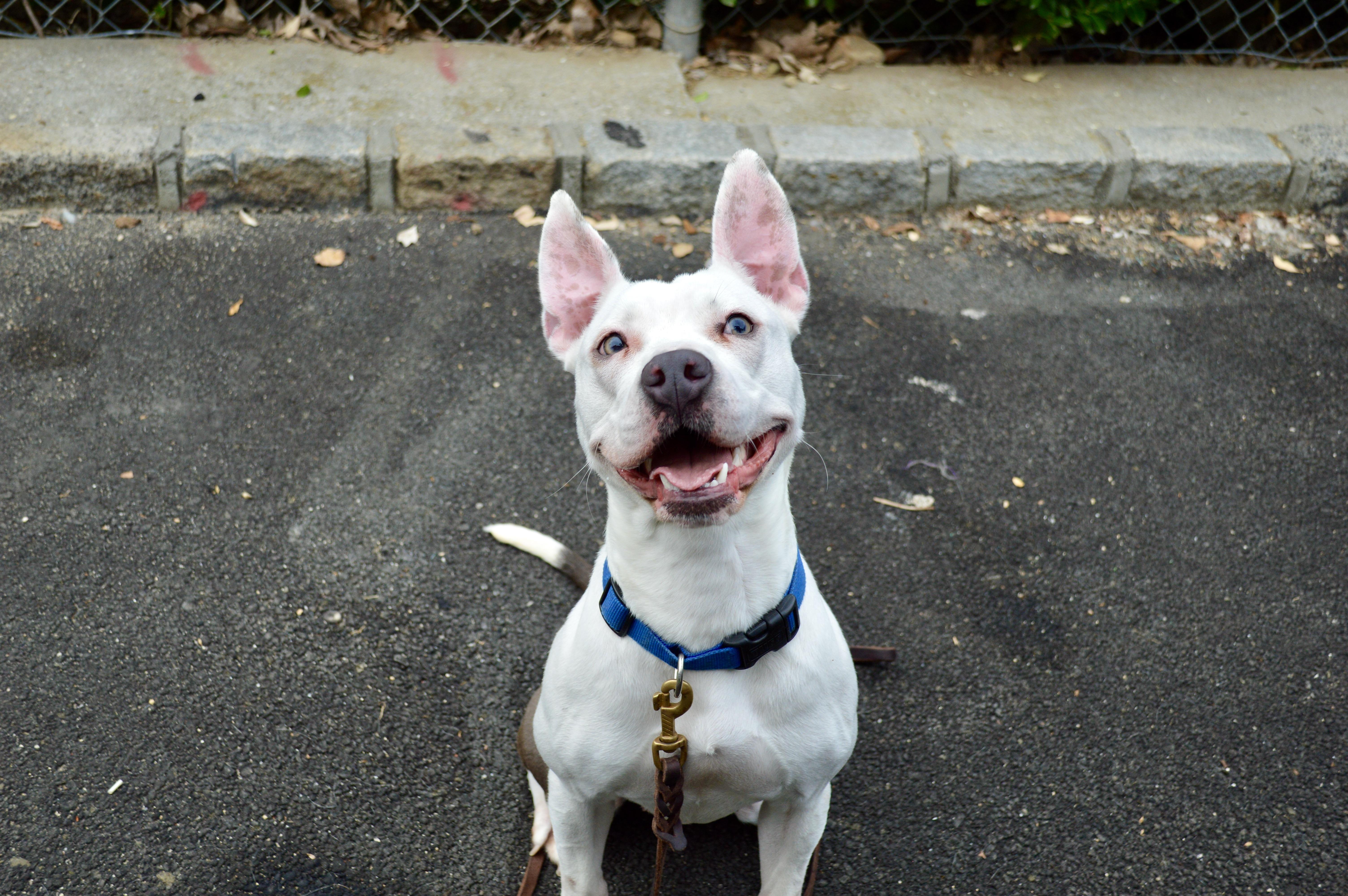 Sheri Moon, Adoptable, Young Female Pit Bull Terrier.