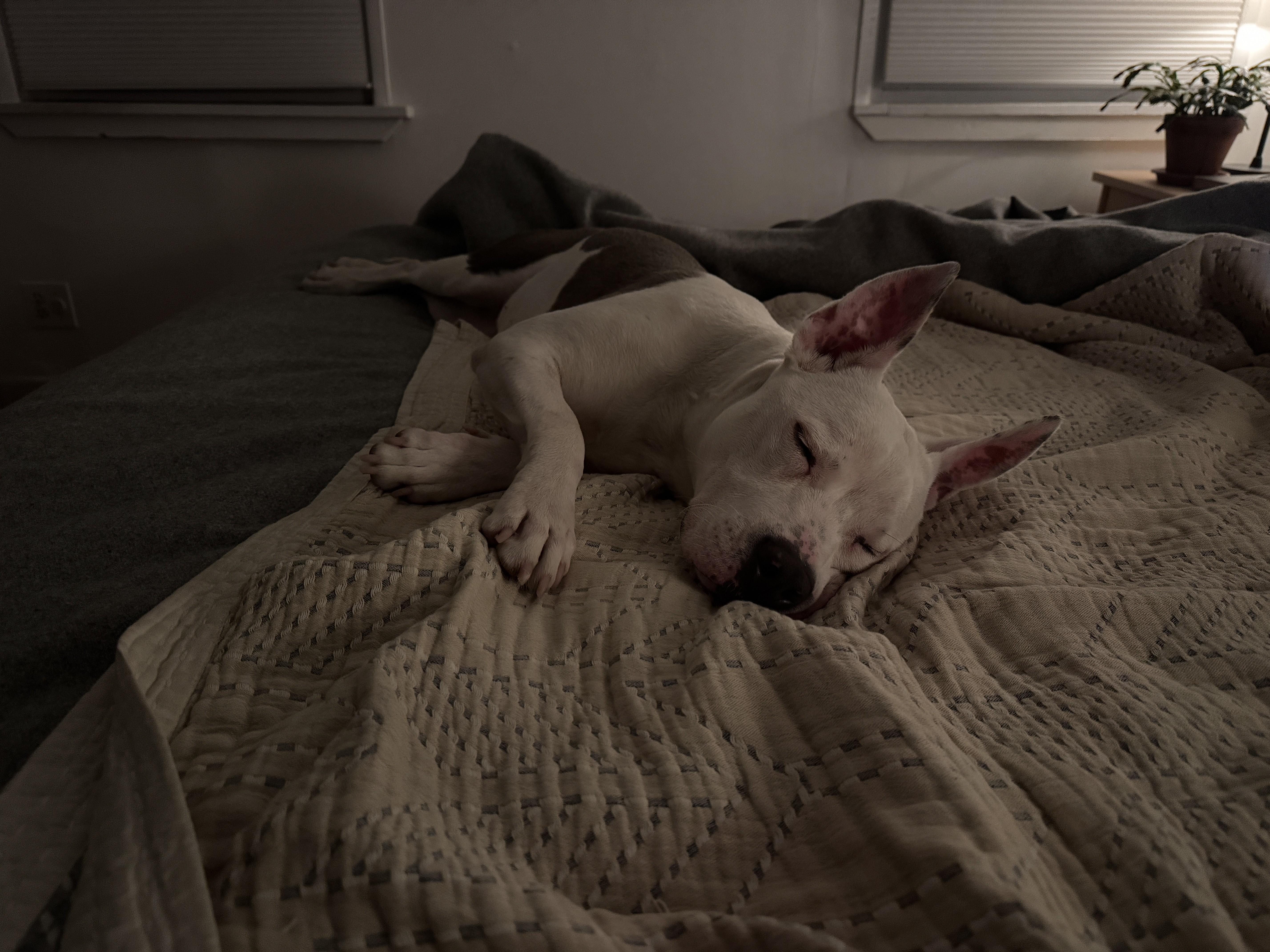 Sheri Moon, a Adoptable mixed breed in Port Washington, NY image 5/6
