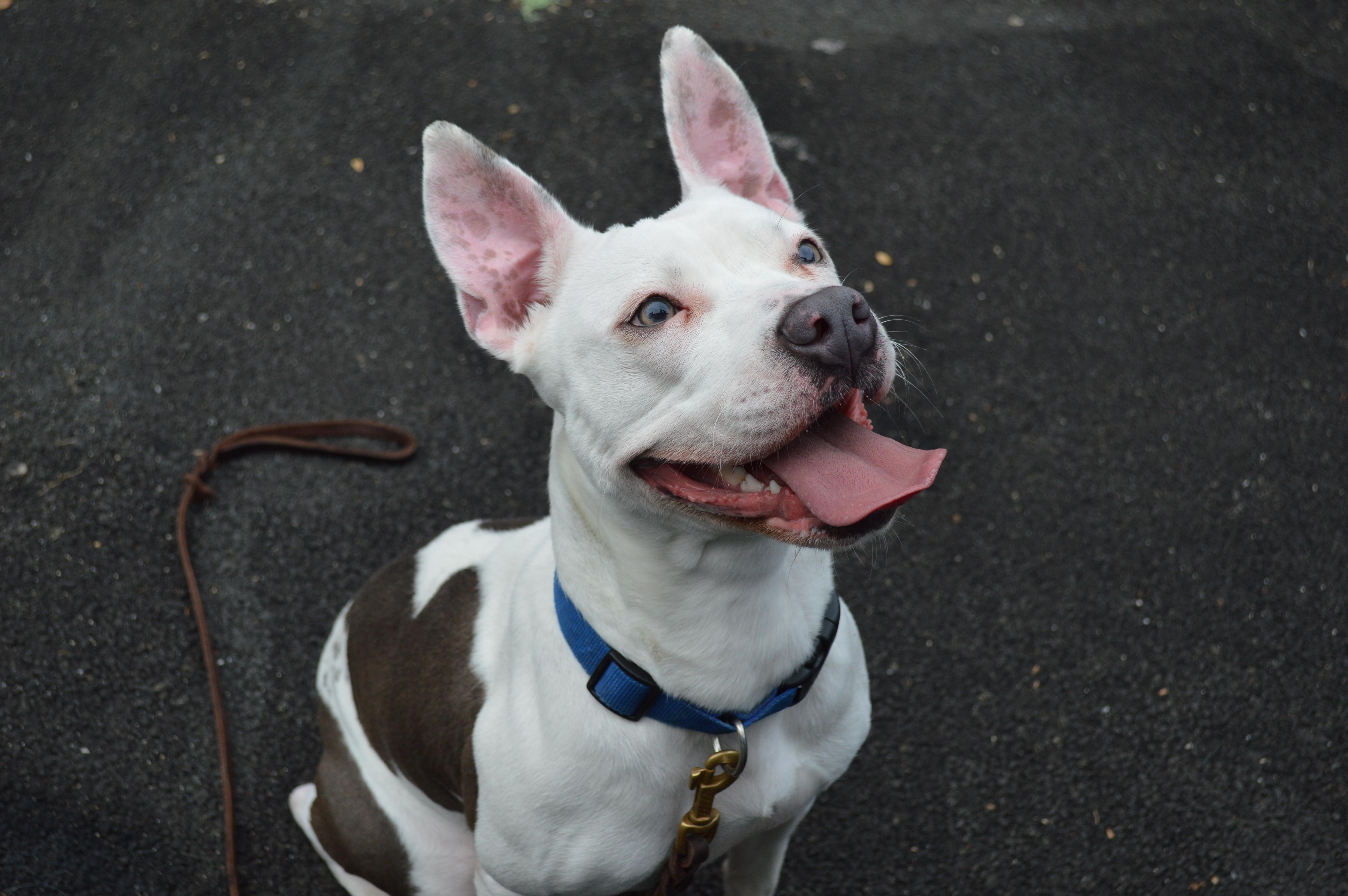 Enlarge Sheri Moon, a Adoptable mixed breed in Port Washington, NY image 4/5