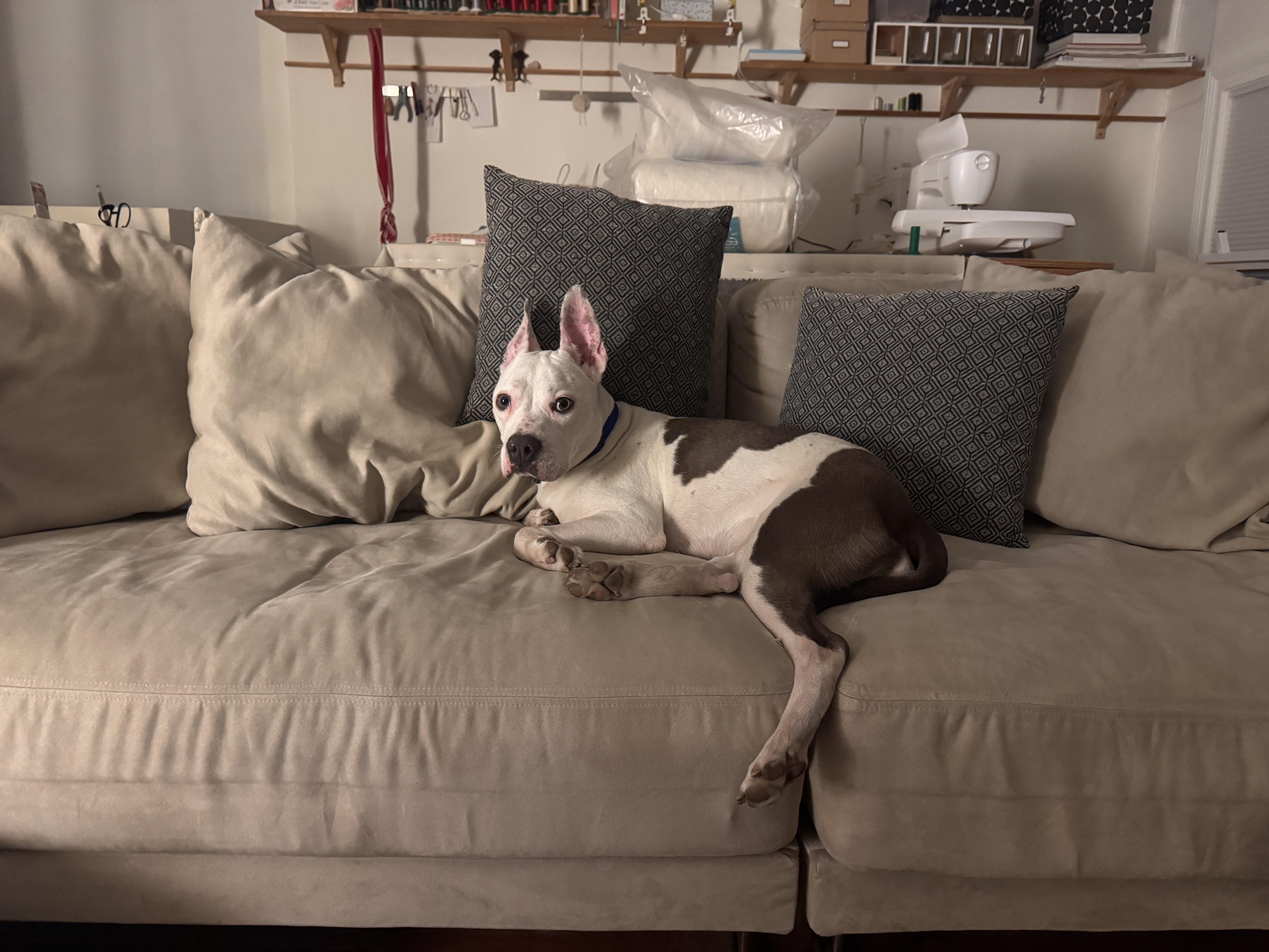 Sheri Moon, a Adoptable mixed breed in Port Washington, NY image 2/6
