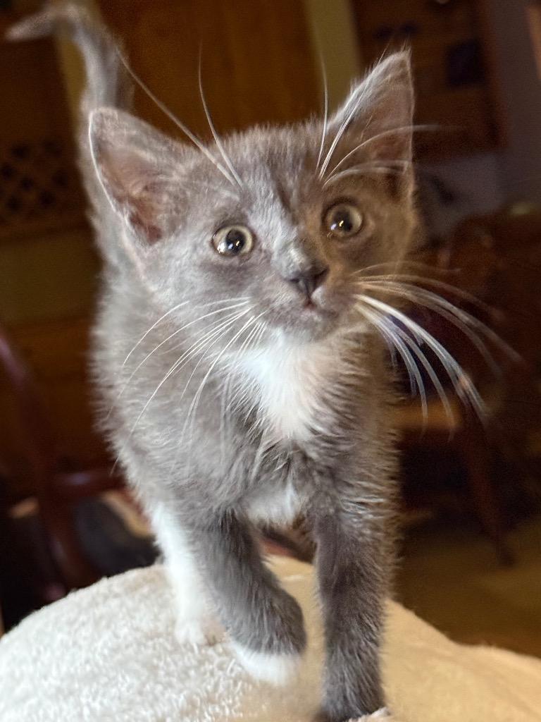 Enlarge Mittens, a Adoptable mixed breed in Saint Francisville, LA image 1/1