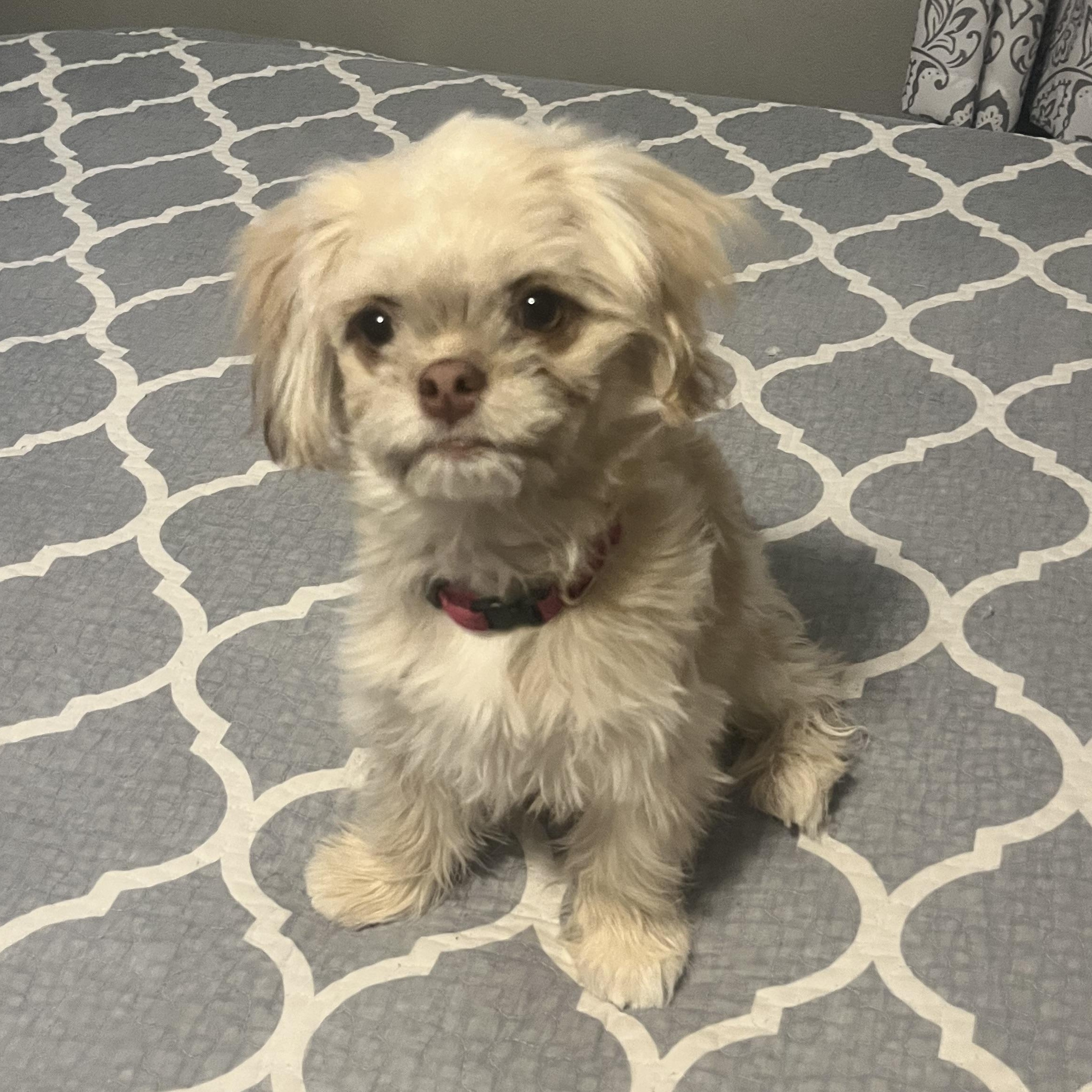 Diamond, a Adoptable mixed breed in Scottsdale, AZ image 1/4