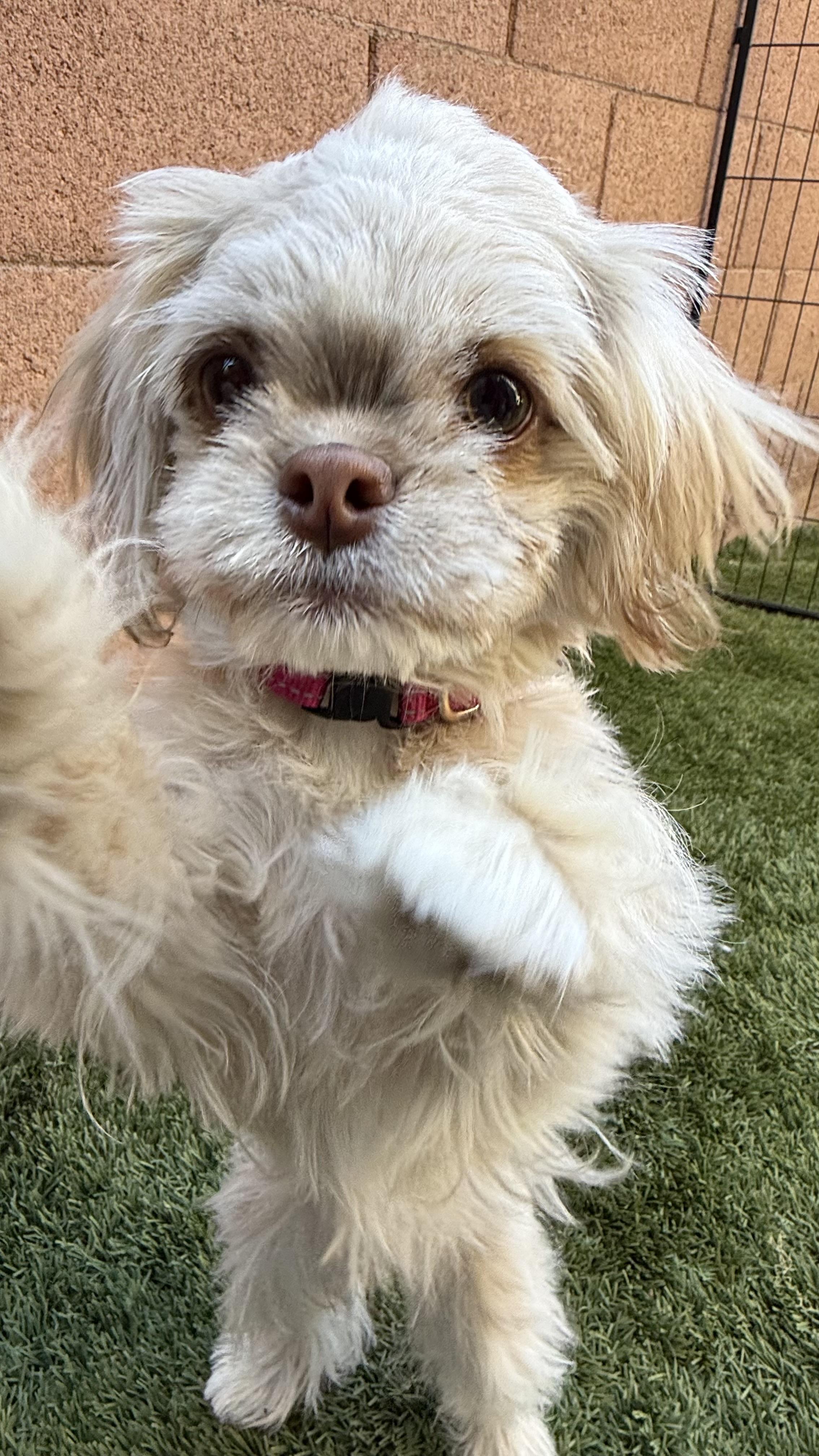 Diamond, a Adoptable mixed breed in Scottsdale, AZ image 3/4