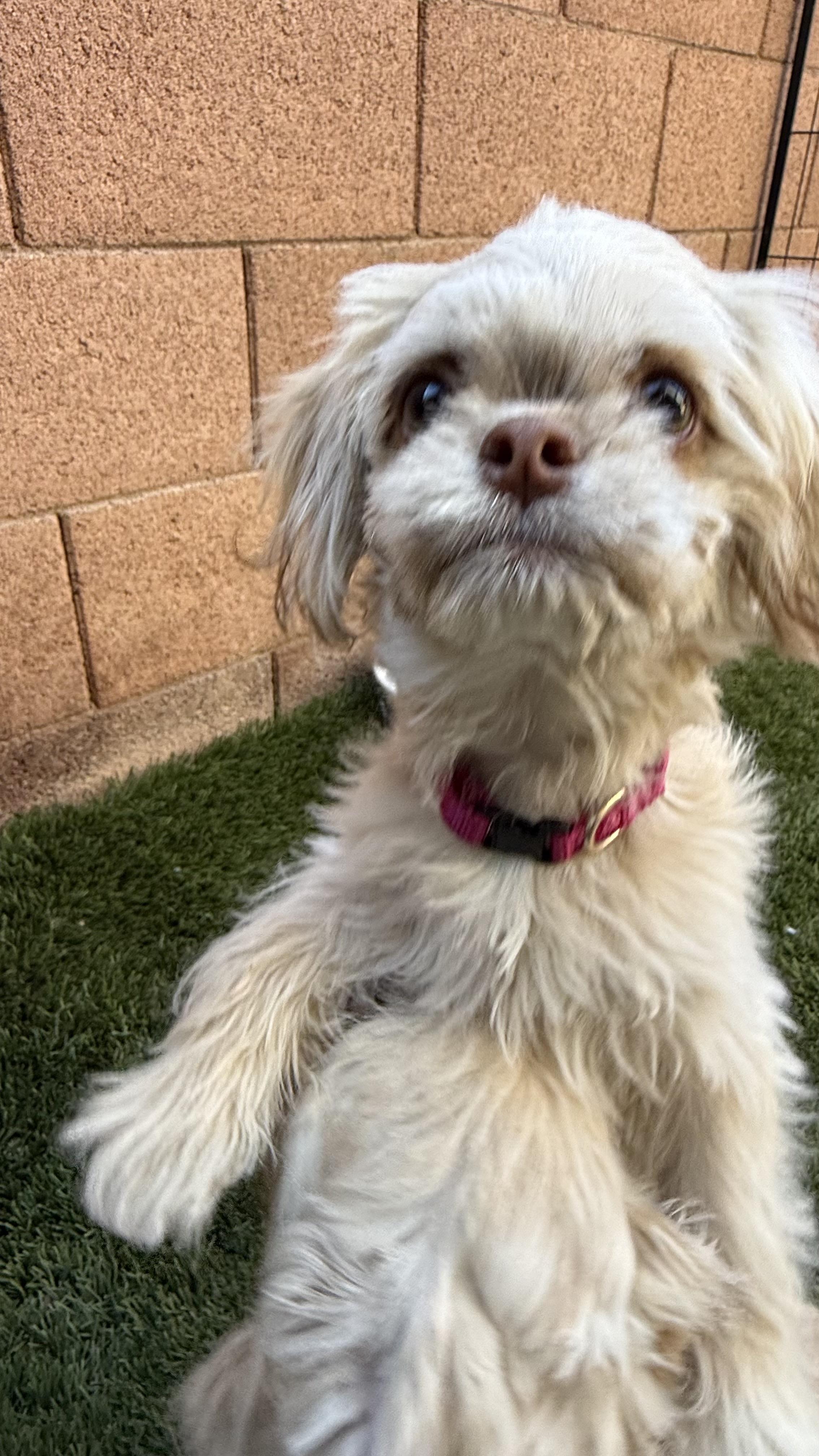 Diamond, a Adoptable mixed breed in Scottsdale, AZ image 2/4