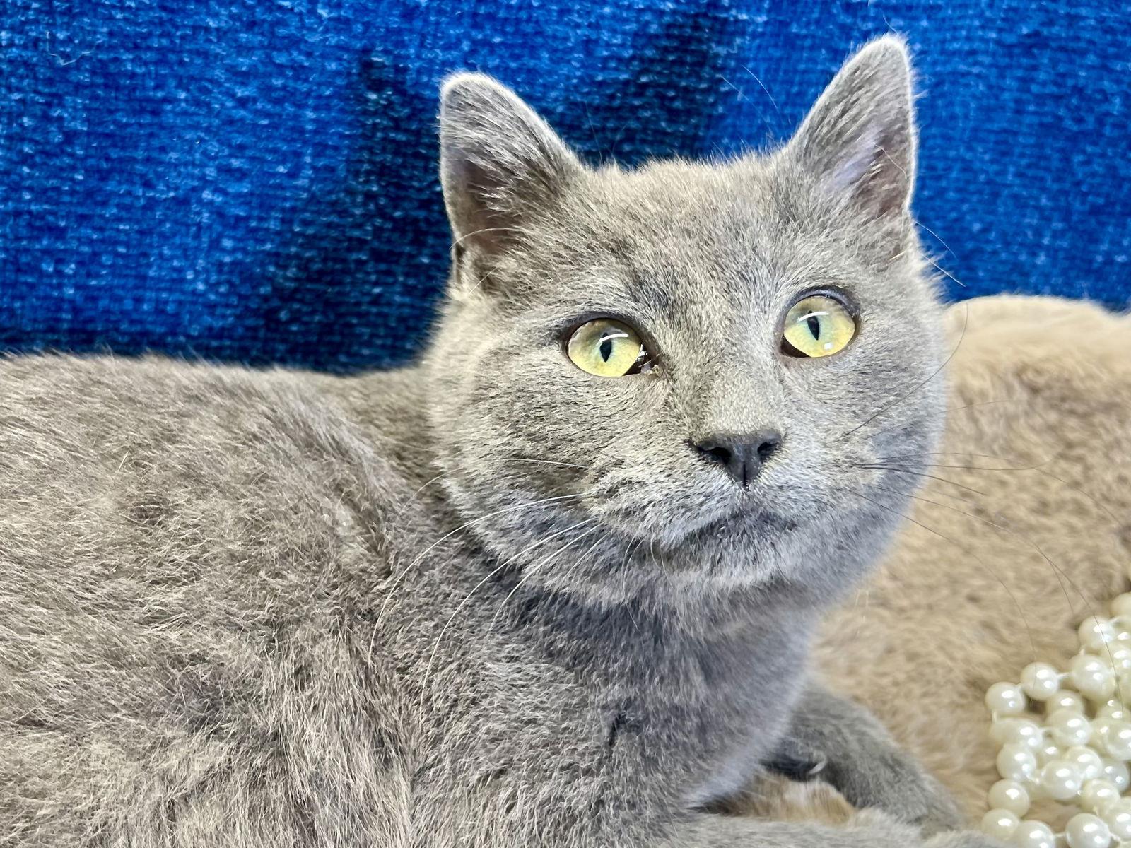 Will - SEE ME AT PETCO!, Adoptable, Young Male Domestic Short Hair & Russian Blue.