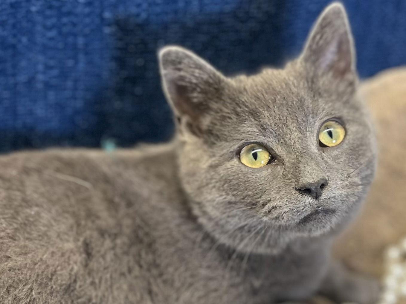 Enlarge Will - SEE ME AT PETCO!, a Adoptable mixed breed in Cookeville, TN image 2/3