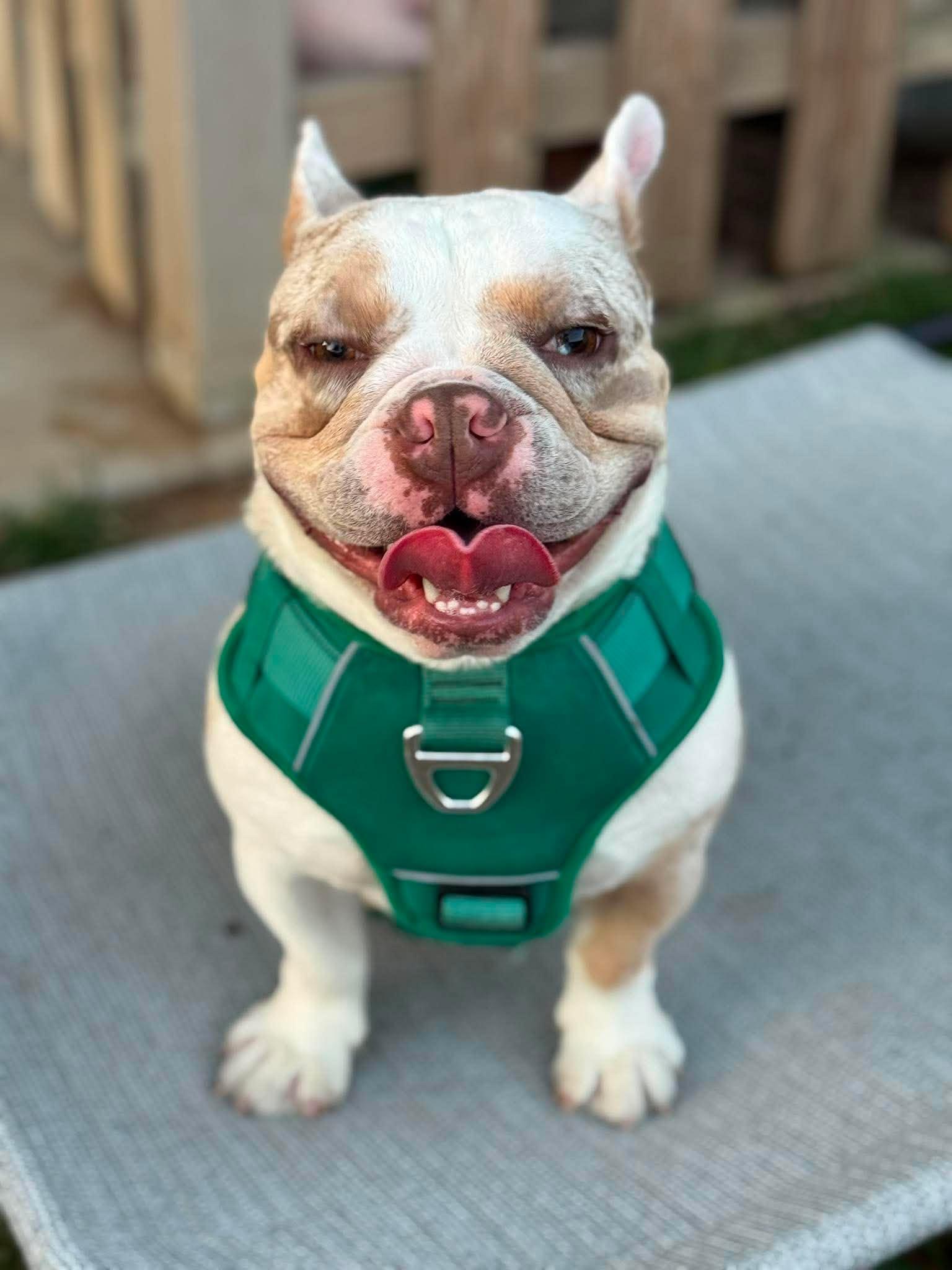 Enlarge Cannon, a Adoptable French Bulldog in Visalia, CA image 1/3