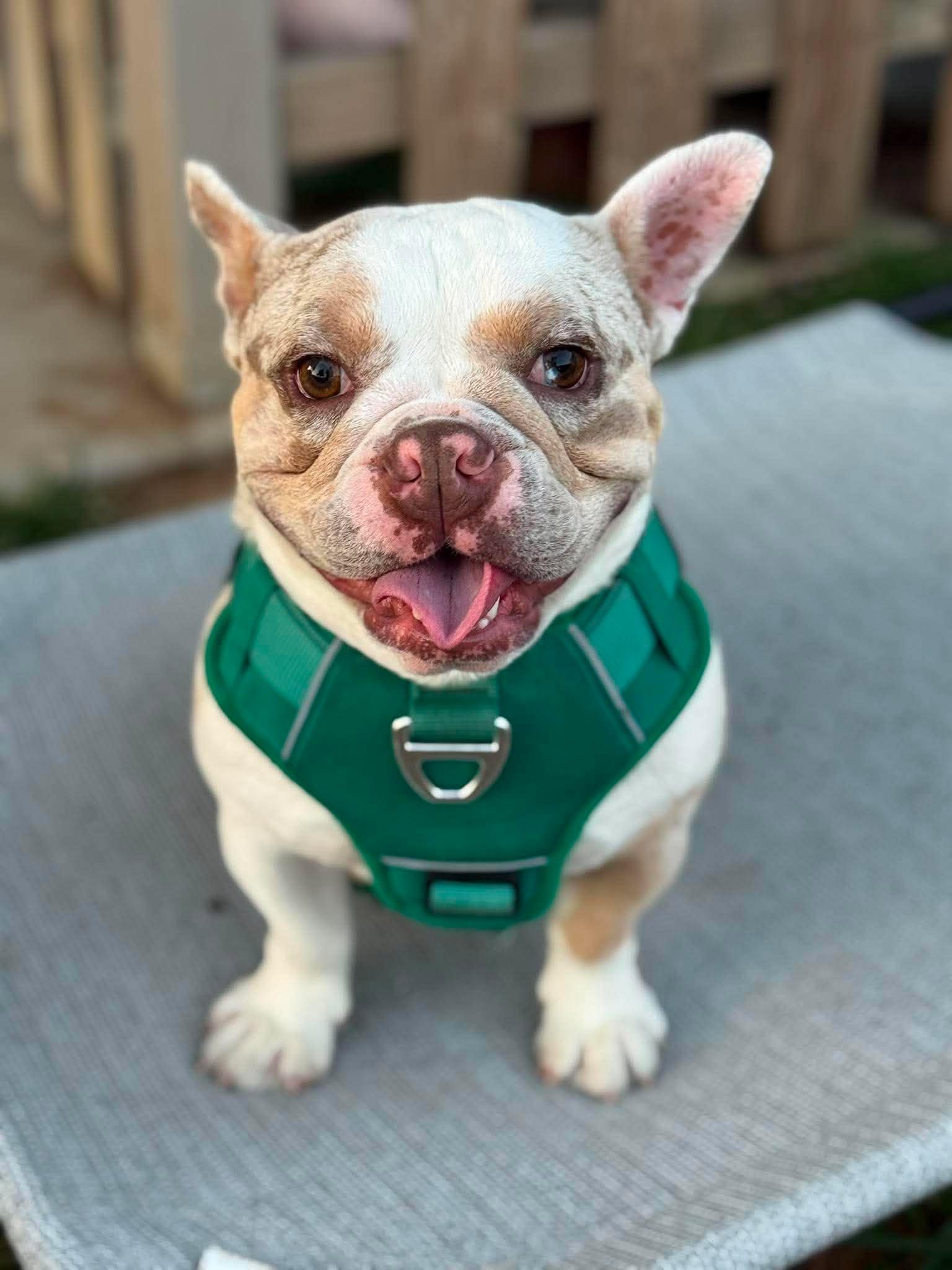 Enlarge Cannon, a Adoptable French Bulldog in Visalia, CA image 2/3