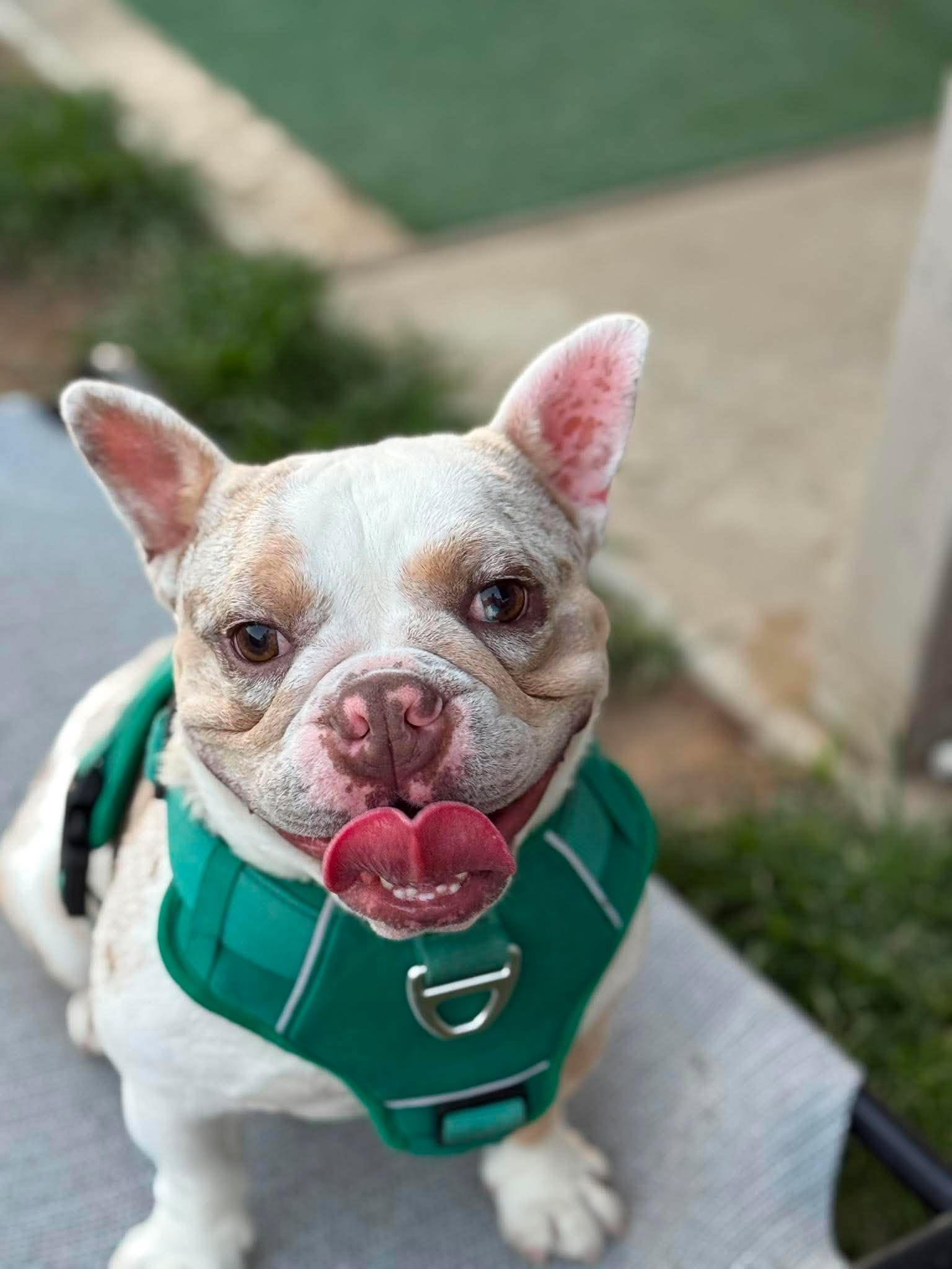 Enlarge Cannon, a Adoptable French Bulldog in Visalia, CA image 3/3