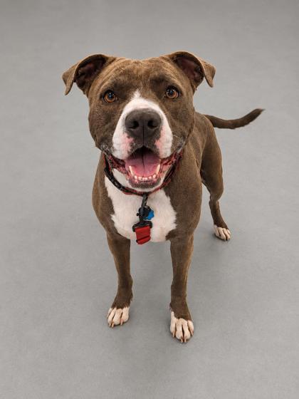 Tater, Adoptable, Adult Male Pit Bull Terrier & Mixed Breed.