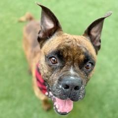 Dylan, Adoptable, Adult Male Terrier & Mixed Breed.