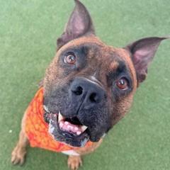 Enlarge Dylan, a Adoptable mixed breed in Largo, FL image 2/3