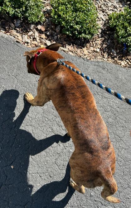 Enlarge Dylan, a Adoptable mixed breed in Largo, FL image 3/3