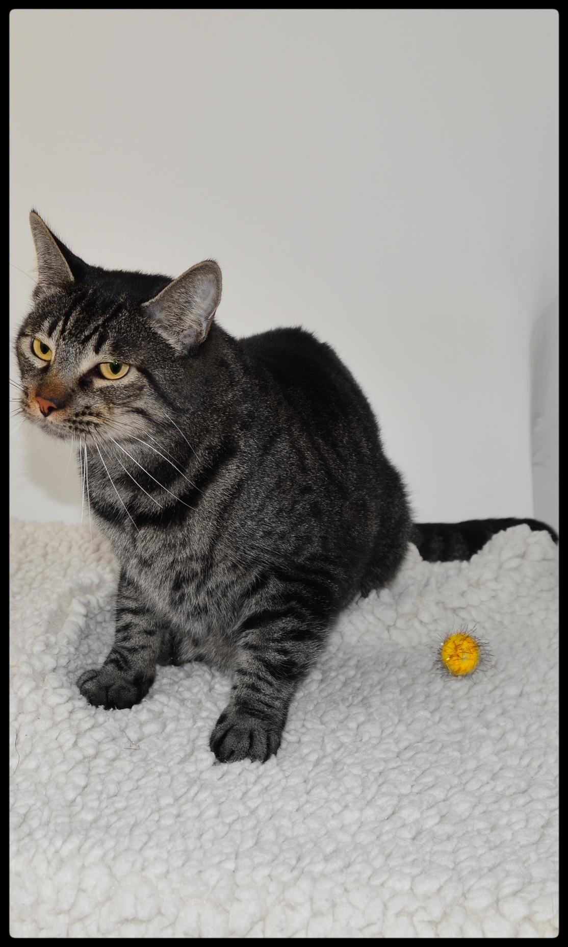 Enlarge Bran A061289, a Adoptable Domestic Short Hair in San Andreas, CA image 2/2