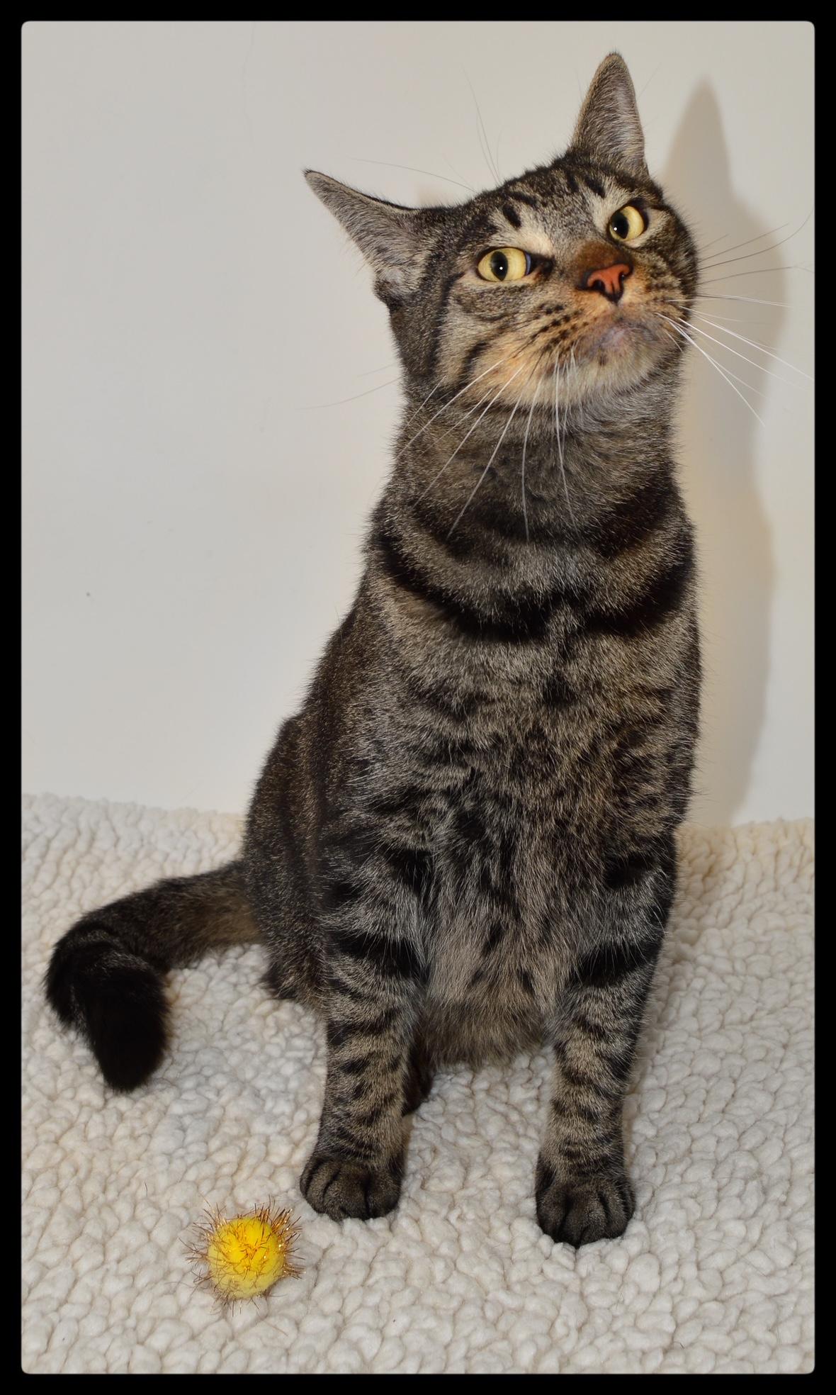 Bran A061289, Adoptable, Adult Male Domestic Short Hair.