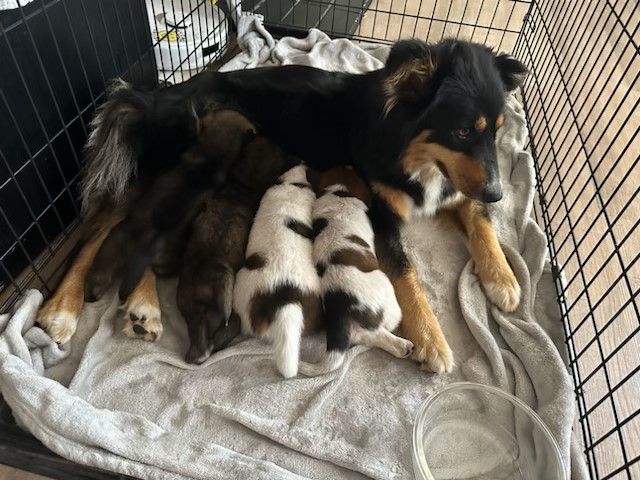 Enlarge Roxie, a Adopted Australian Shepherd in Bremerton, WA image 1/1