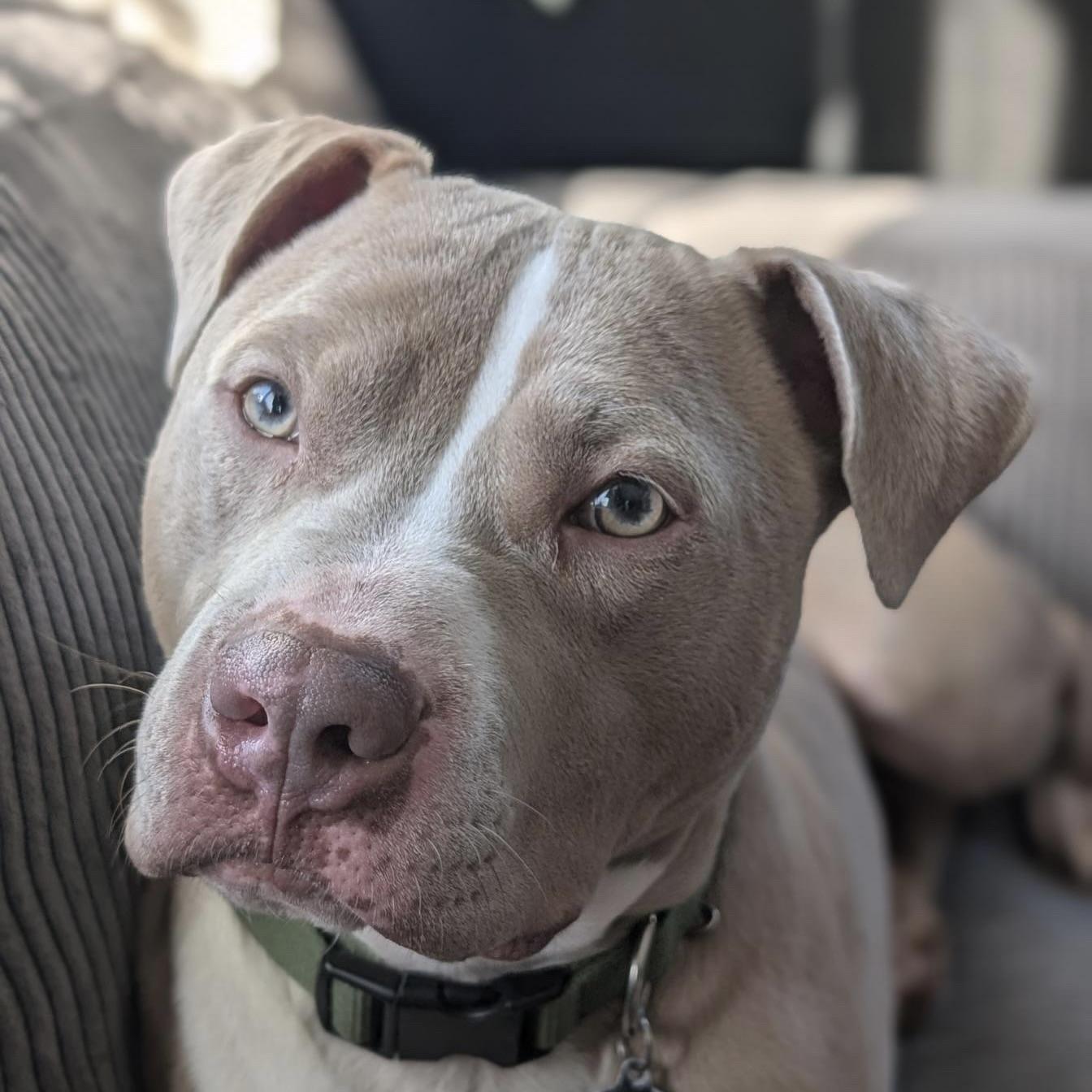 Lyle, ADOPTABLE, Adult Male Pit Bull Terrier.