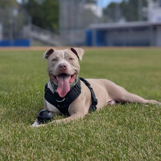 Lyle, a ADOPTABLE Pit Bull Terrier in Prior Lake, MN image 4/5