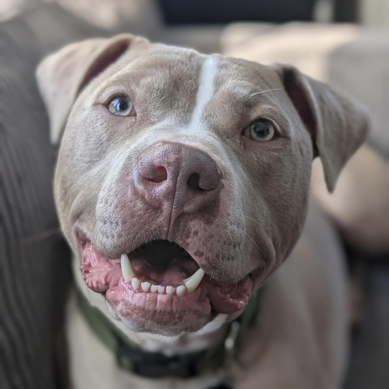 Lyle, a ADOPTABLE Pit Bull Terrier in Prior Lake, MN image 5/5