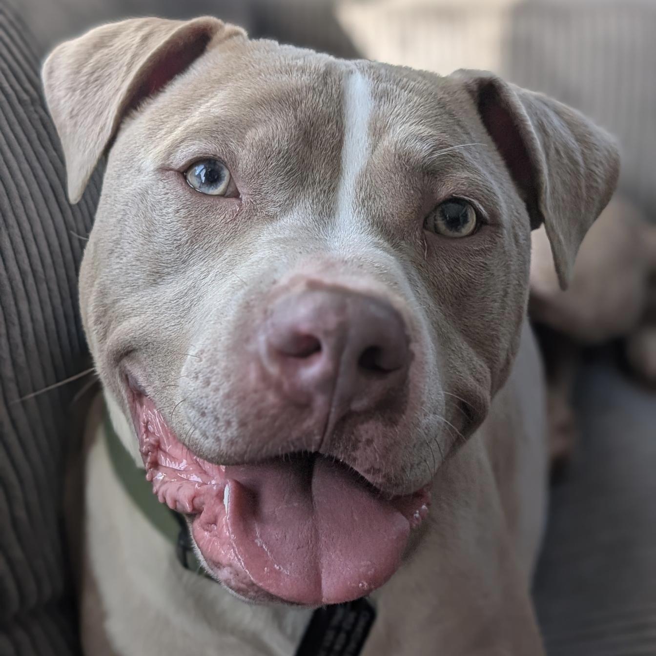 Lyle, a ADOPTABLE Pit Bull Terrier in Prior Lake, MN image 2/5