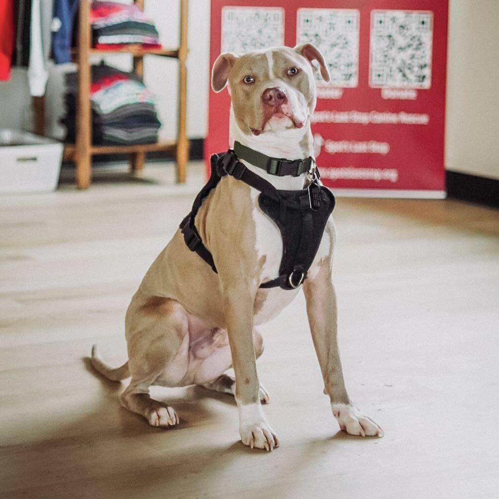 Lyle, a ADOPTABLE Pit Bull Terrier in Prior Lake, MN image 3/5