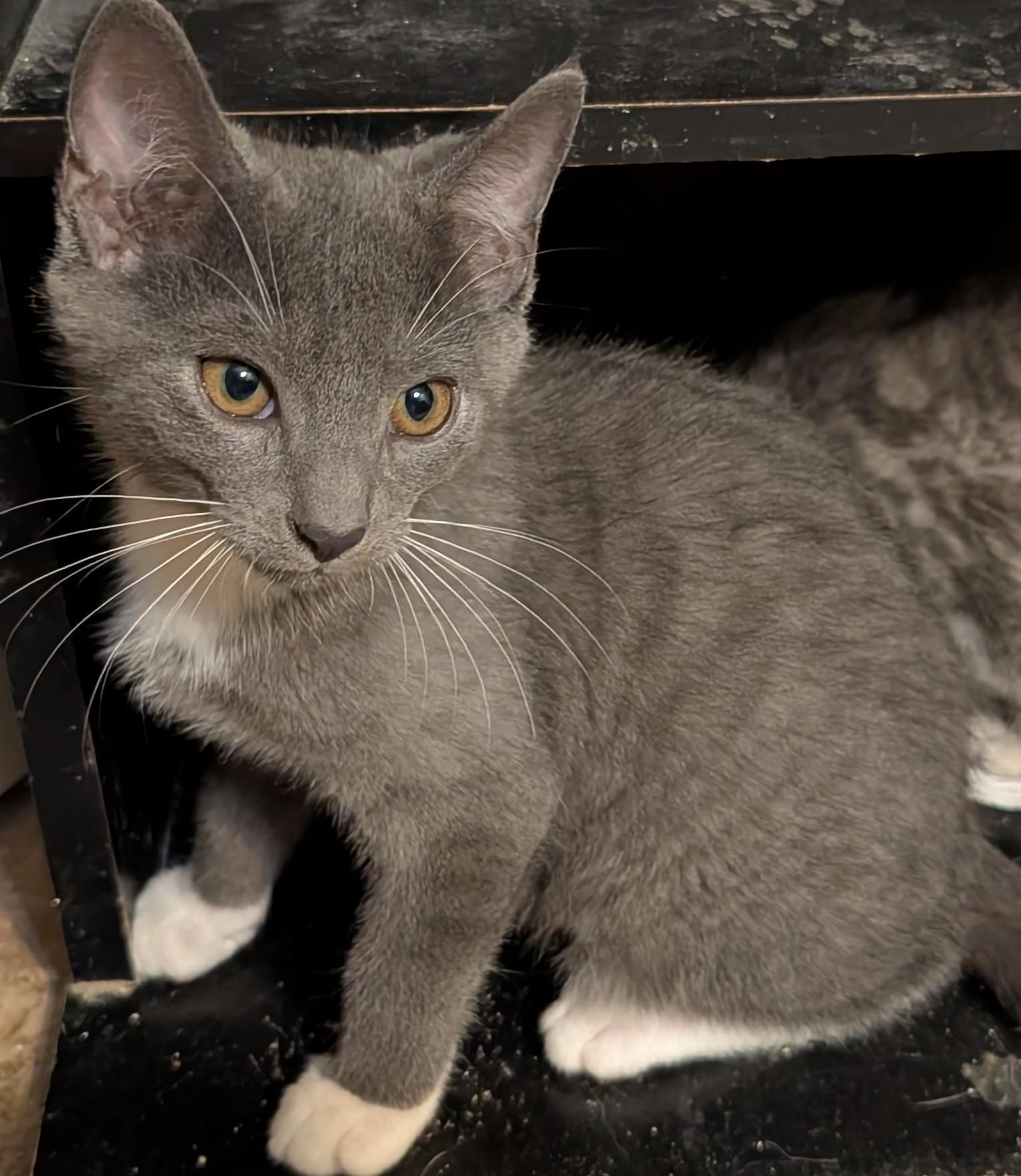 Enlarge Dimitri, a Adoptable Domestic Short Hair in Somerset, KY image 1/1