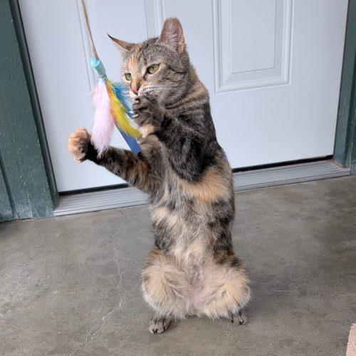 Enlarge Buttercup, a Adoptable mixed breed in Lathrop, CA image 1/3
