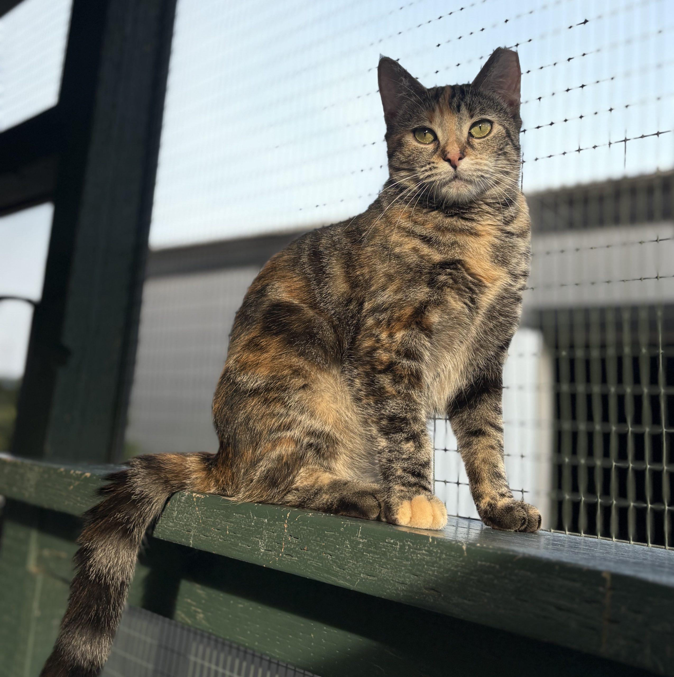Enlarge Buttercup, a Adoptable mixed breed in Lathrop, CA image 2/3