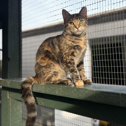 Enlarge Buttercup, a Adoptable mixed breed in Lathrop, CA image 3/3